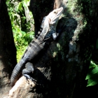 iguanas en chiapas